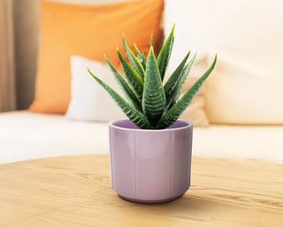Home Decor Products