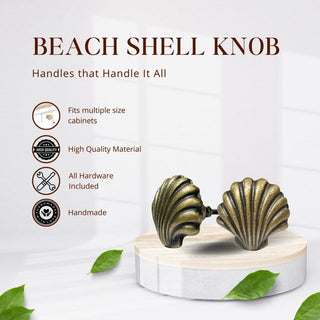 Beach Shell Brass Knobs (Set of 6)