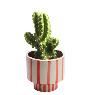Red Striped Planter Pot ( 2 piece ) - Perilla Home