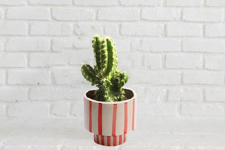 Red Striped Planter Pot ( 2 piece ) - Perilla Home